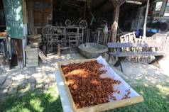 Mini IMG 0814